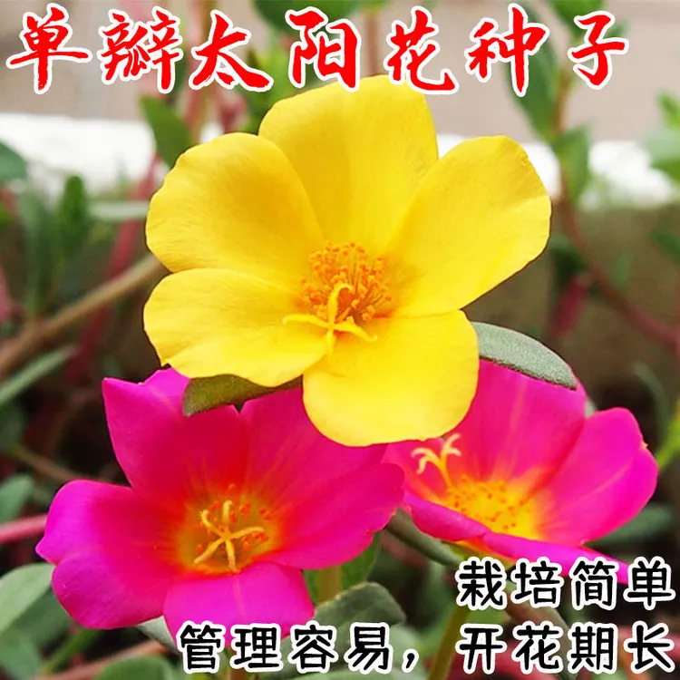 单瓣太阳花种子四季易活阳台庭院盆栽花种籽子室内外植物景观花籽