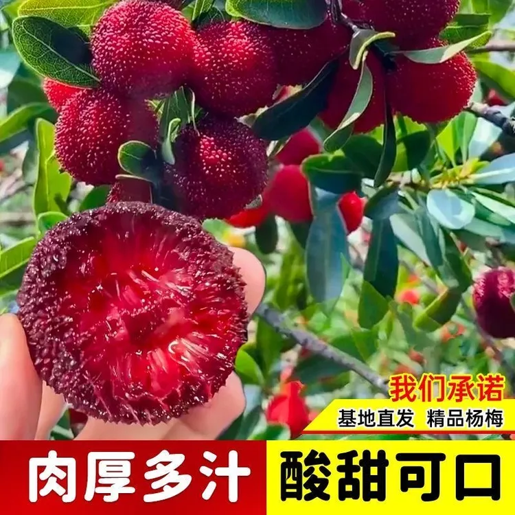 东魁杨梅树苗果大早熟品种嫁接树苗带土带叶发货盆栽庭院花盆种植商品图