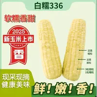 2025头茬东北白糯玉米软糯香甜好吃整箱10根6斤以上试吃2支