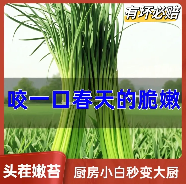 河南特产新鲜红帽蒜苔农家自种基地采摘 嫩蒜苔现抽现发 当季蔬菜