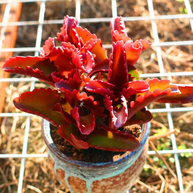 朱莲多肉植物盆栽高档红色肉肉办公室内阳台防辐射创意绿植花卉