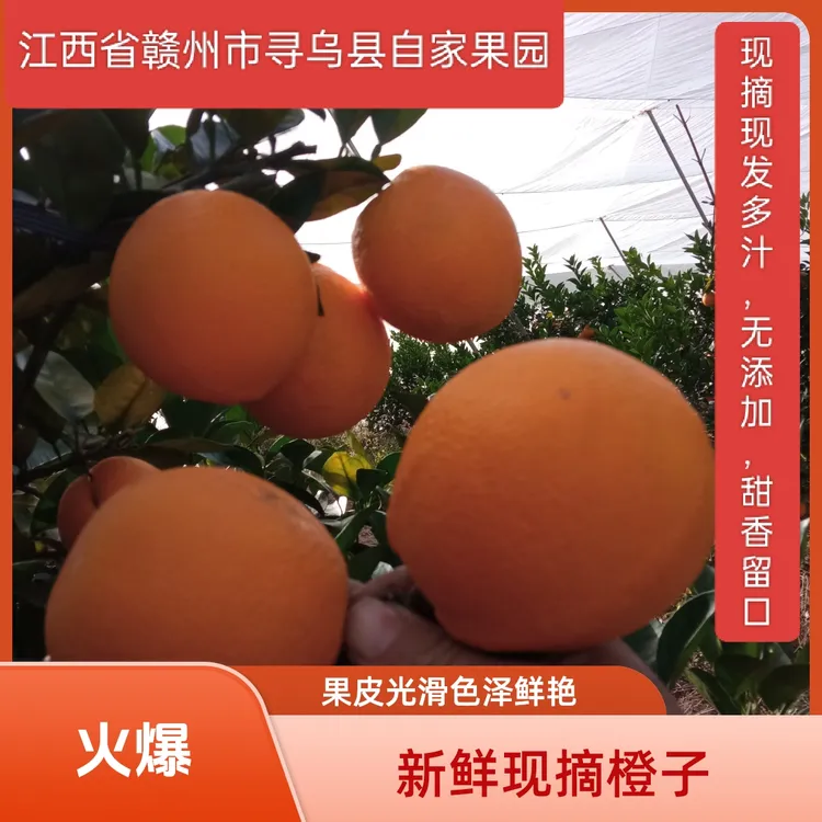 正宗江西赣南脐橙10斤现摘新鲜应季水果产地直发皮薄多汁彩箱果农