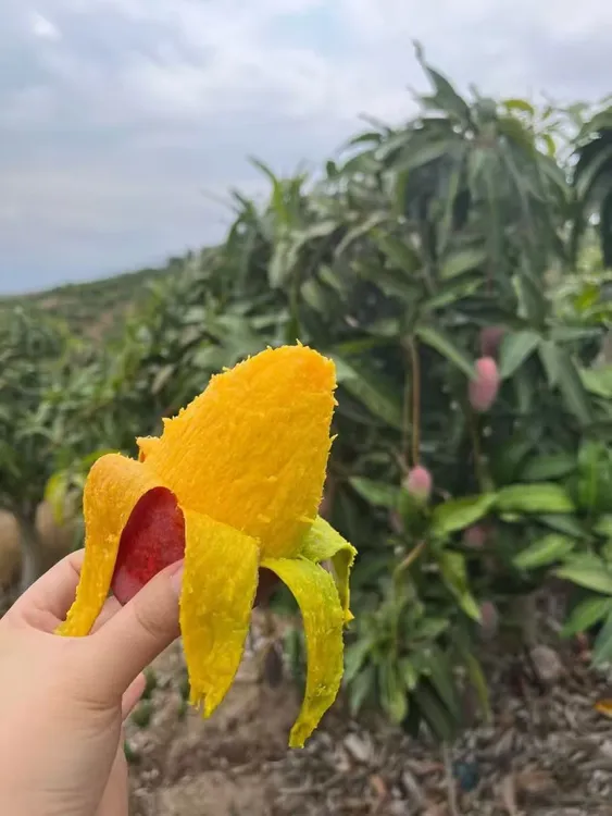 海南三亚树上熟贵妃芒果应季水果纯甜皮薄肉厚顺丰空运包邮