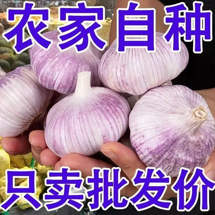 正宗种子紫皮新鲜干蒜农产品生鲜特产山东紫白皮大蒜干蒜2025新蒜