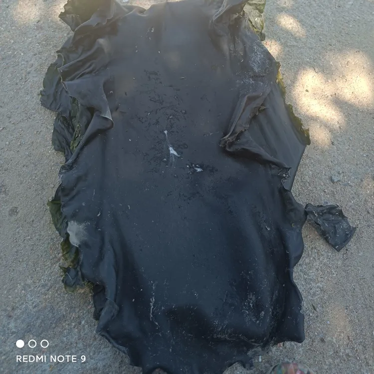 当季新货荣成海带自然晒干无沙无盐精选大海带