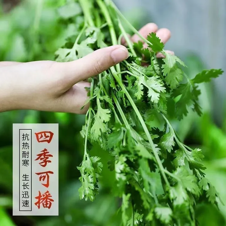 速生香菜种子四季易种耐热耐抽苔庭院阳台盆栽蔬菜种子大叶香菜籽