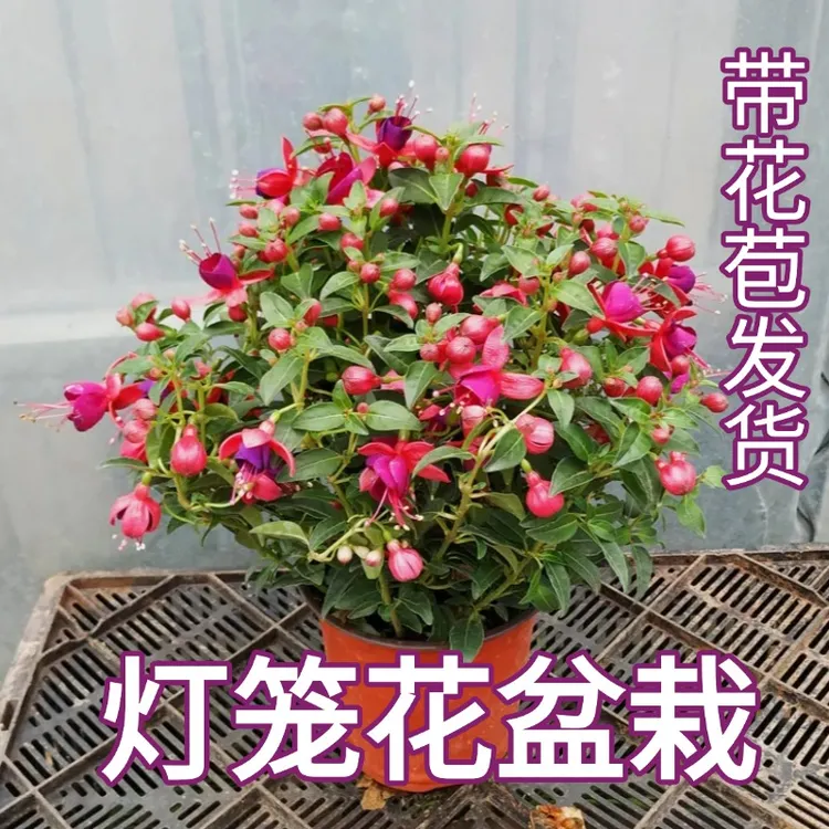 盆栽带花苞重瓣倒挂金钟盆栽绿植多季节开花灯笼花年宵花室内开花