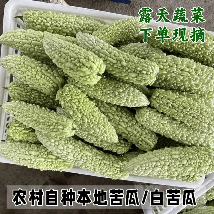 新鲜土苦瓜白苦瓜露天种植苦瓜新鲜白玉苦瓜当季农家自种蔬菜品种