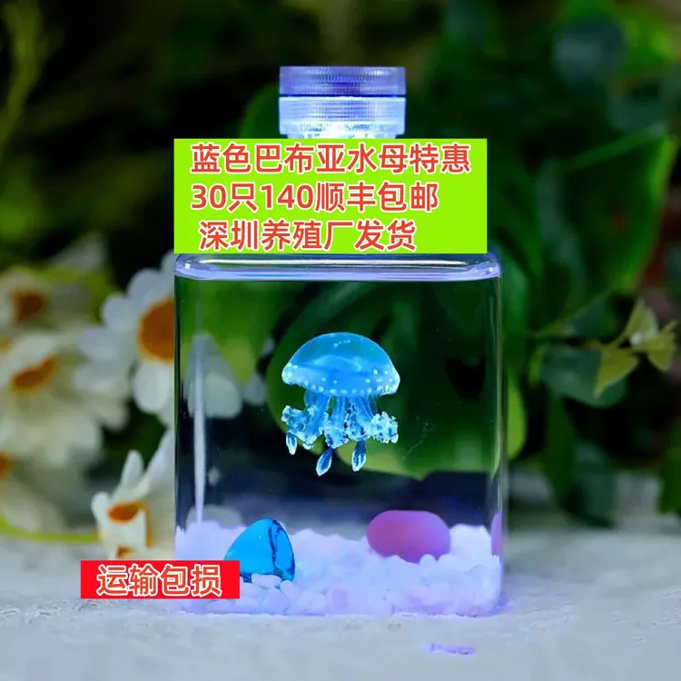 蓝色巴布亚水母活的30只140小宠物活幼体家养海水观赏鱼好养耐活