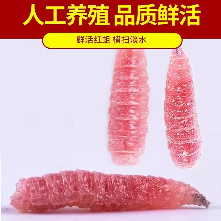 精品鲜活红蛆虫钓鱼饵料适合鲤鱼鲫鱼马口石斑白条黄辣丁溪流垂钓