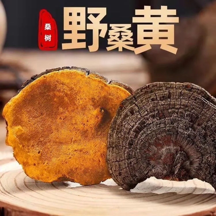 桑黄干货正品无硫正宗桑树桑黄正品西藏桑黄林芝整枝