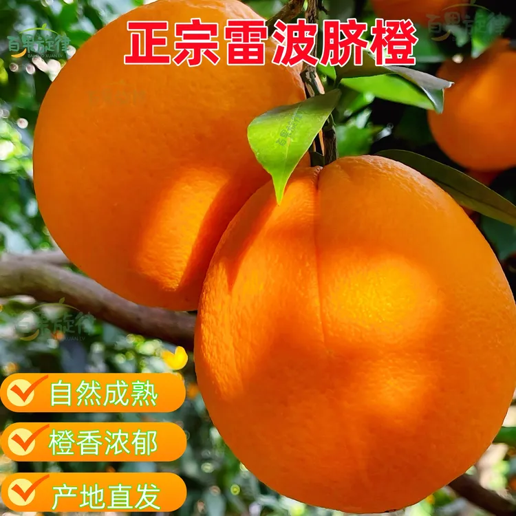 顺丰--正宗大凉山雷波脐橙新鲜水果四川手剥脐橙纯甜多汁现摘直发