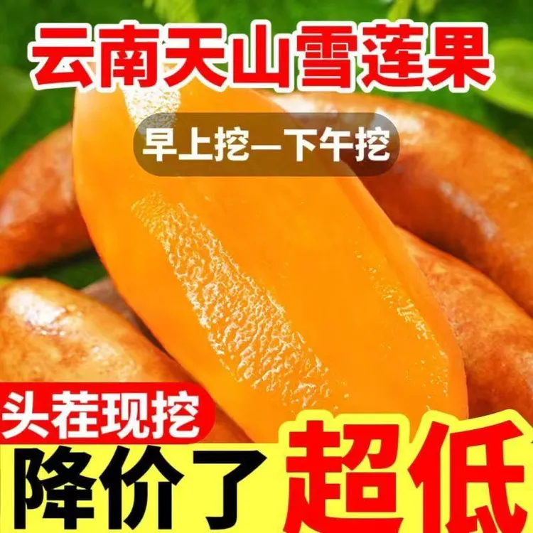 【超级便宜】云南天山雪莲果正宗黄心长果当季新鲜水果带天山雪莲果