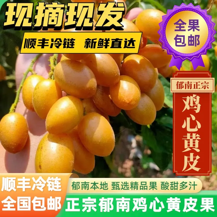 全国顺丰冷链包邮 郁南鸡心黄皮 黄皮果新鲜现摘当季酸甜孕妇水果