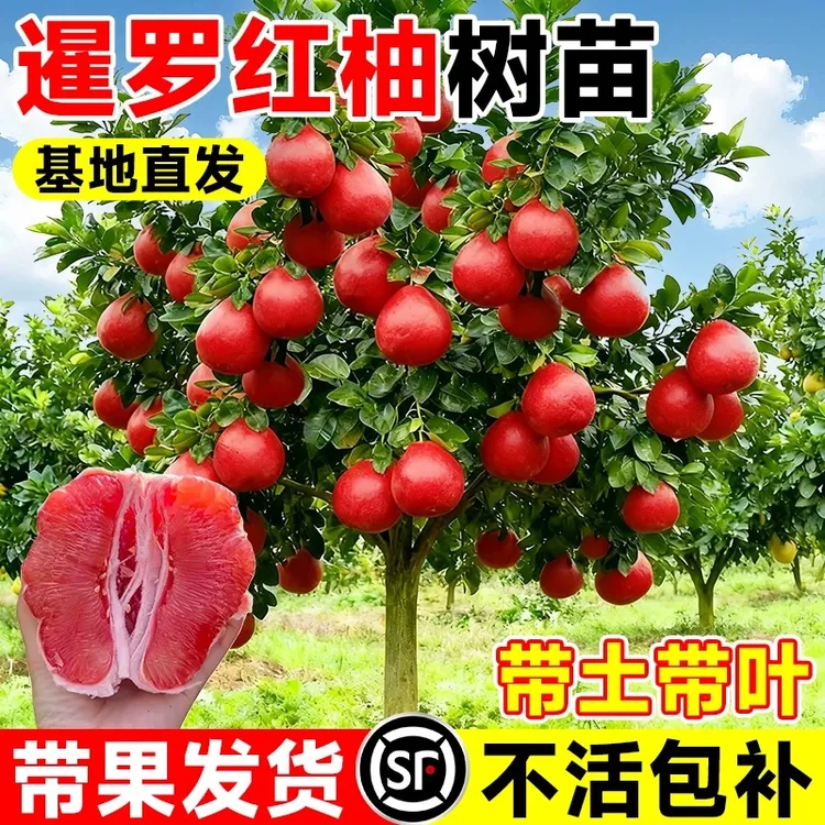 正宗泰国暹罗红柚树苗三红柚嫁接苗水果柚子树苗盆栽地栽当年结果