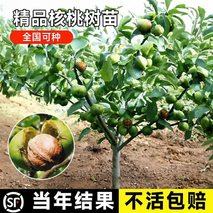 核桃树苗嫁接8518核桃 薄壳纸皮核桃树苗 盆栽地栽 3年苗买一送一