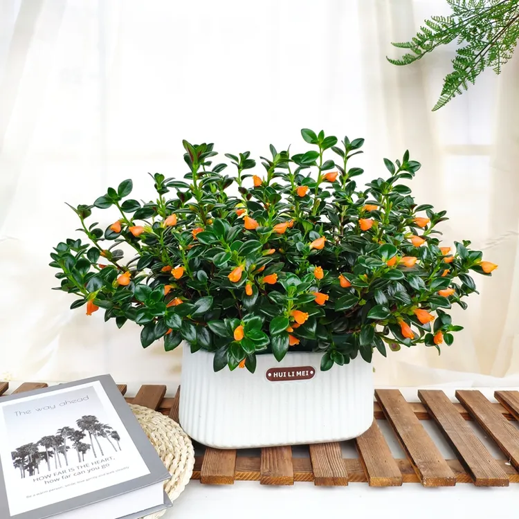 金鱼吊兰好养盆栽室内花卉多肉植物办公室吸甲醛花期超长金黄色花