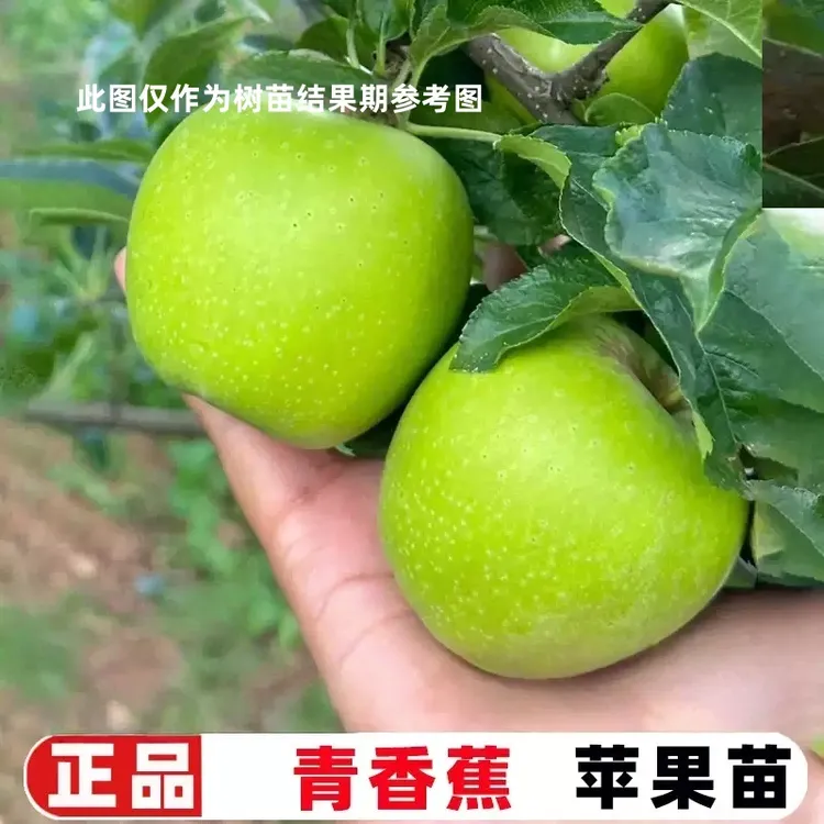 嫁接青香蕉苹果树果苗早熟脆甜青苹果树苗南北方庭院盆栽地栽种植