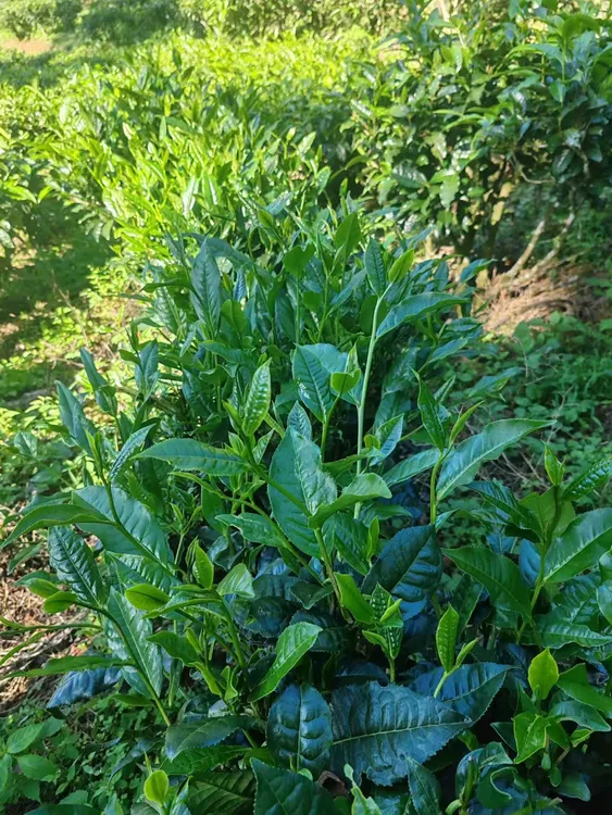 云县后箐普洱茶混采