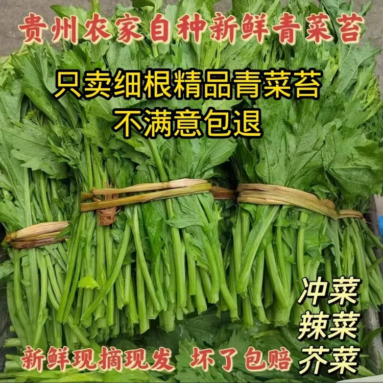 【顺丰包邮】贵州农家自种青菜苔冲菜苔当季新鲜现摘现发