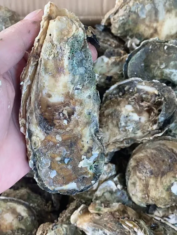【沙井壳蚝】规格大小壳蚝一只起售