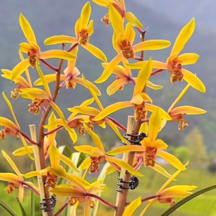 惠兰原生种，自然养殖兰花苗：黄色彩花