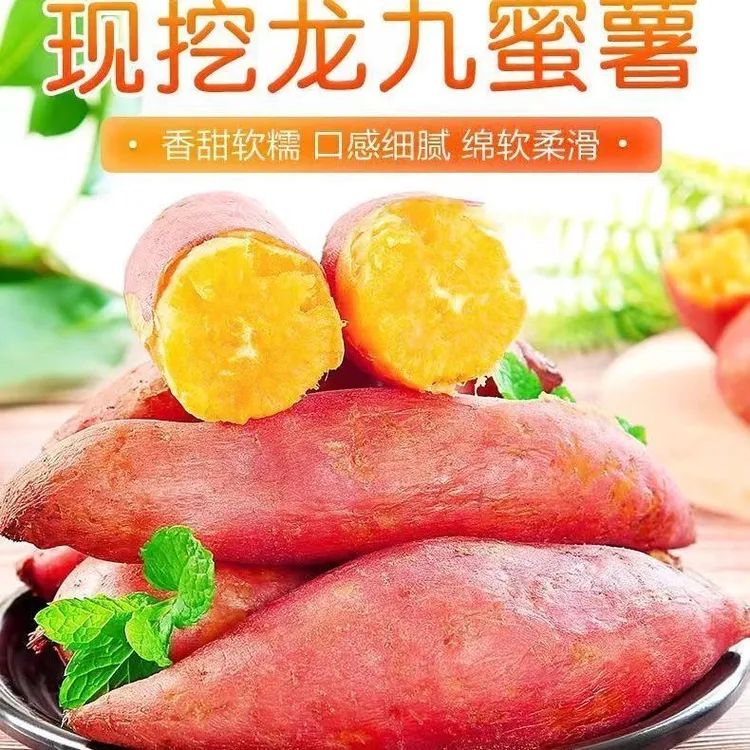新鲜龙九蜜薯1斤-9斤板栗红薯农家自种非西瓜红糖心沙地番薯地瓜