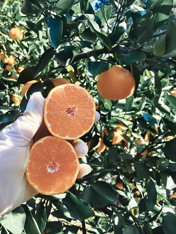 临海大石涌泉蜜桔