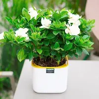 【吸水盆栀子花】230绿植盆栽浓香型室内客厅阳台好养耐寒四季常青