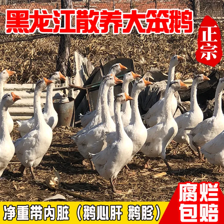 东北大鹅黑龙江农村散养笨大鹅现杀现发粮食散养白条鹅整只包邮
