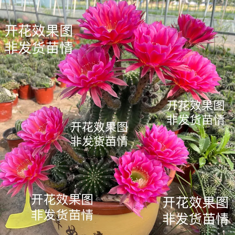 浓桃筋仙人球，摘花脱土发货