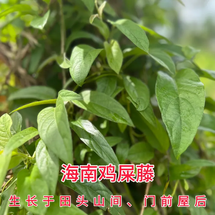 正宗琼海鸡屎藤叶纯天然鸡矢藤叶新鲜自采可备注帮忙加大米打成粉
