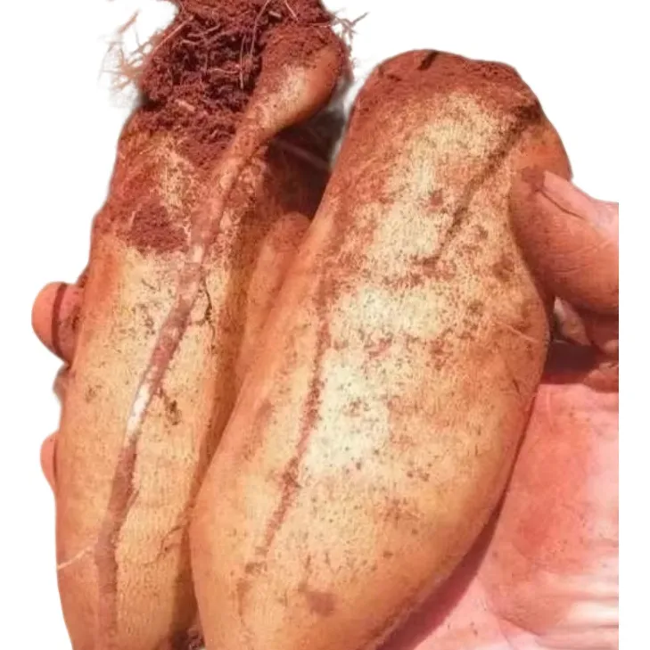 【产地直发】精挑【商超】【大长果】清脆清甜一口爆汁现挖现发