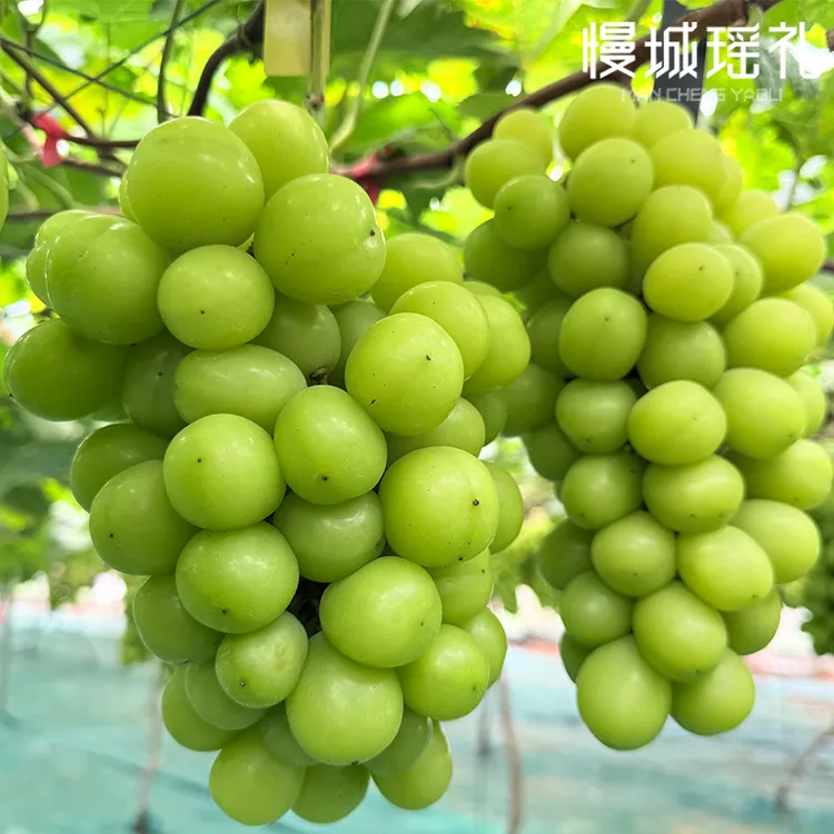 阳光玫瑰葡萄 净重5.5-6斤/7-7.5斤10g+大果富川本地种植顺丰包邮