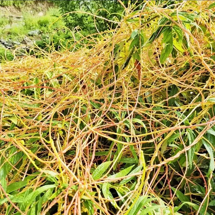 贵州野生无娘藤 天然菟丝子藤金丝藤 猫毛草天然鲜品现采发货包邮