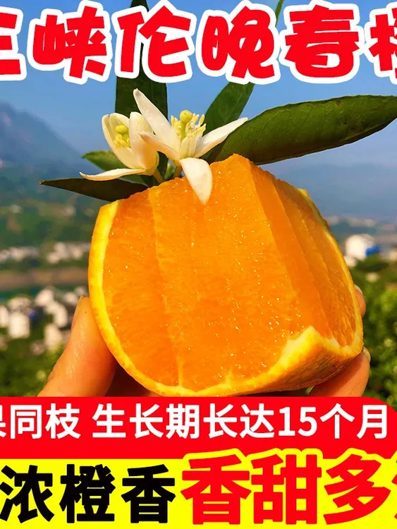 正宗长江三峡脐橙橙子5/9斤
