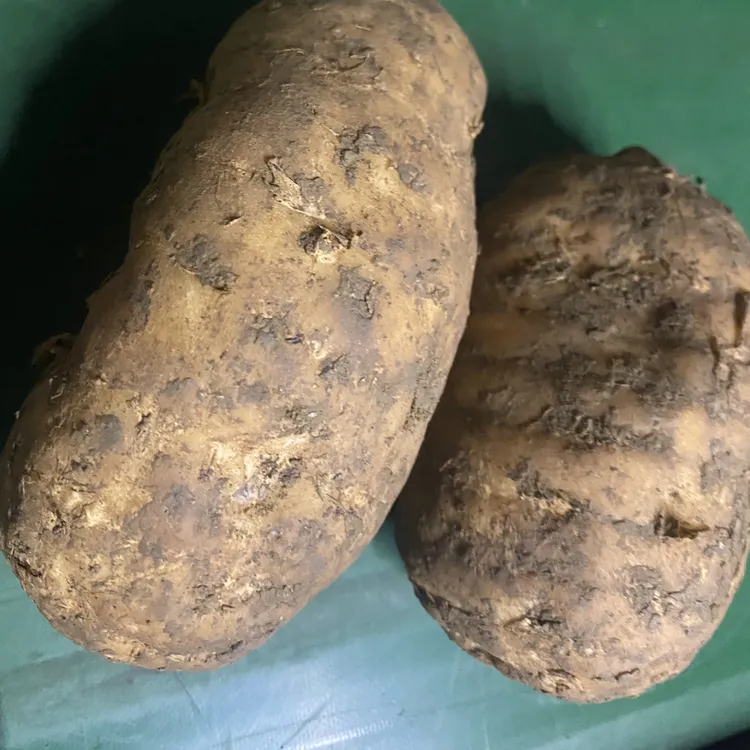 云南昭通小草坝野生种植新鲜乌天麻可炖肉煲汤
