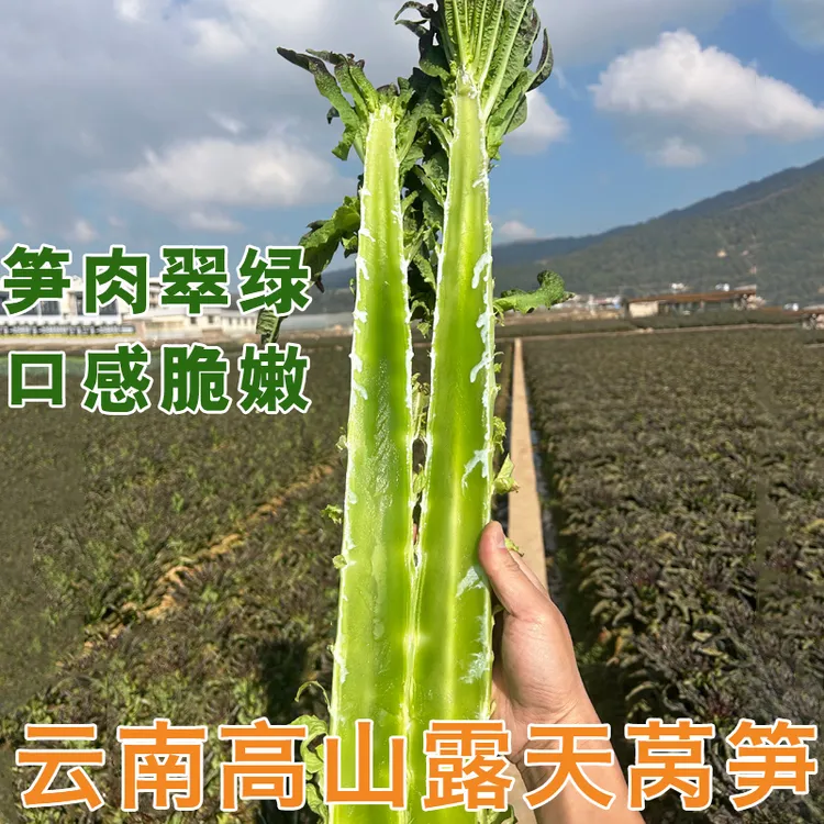 云南高山紫叶香莴笋莴苣菜当季涮火锅新鲜蔬菜【5斤/9斤装】