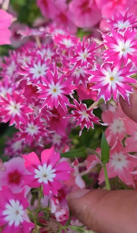 混色福禄考庭院花卉室内盆栽