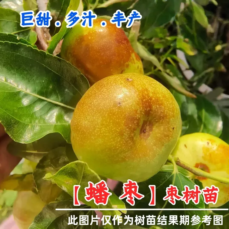 枣树活苗嫁接蟠枣树苗特大油蟠脆枣苗树庭院盆栽地栽种植果树果苗