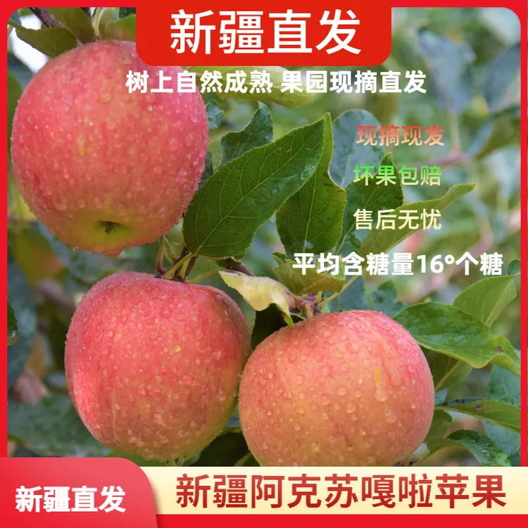 【丝路骄子】新疆阿克苏嘎啦小苹果产地直发【中通包邮】