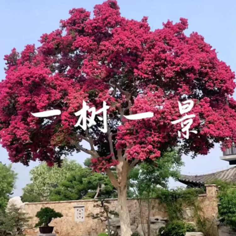 老桩大半冠专属四季盆景基地花卉庭院植物绿化发货耐寒紫薇花树