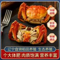 【大大号活蟹】盘锦河蟹1.5-1.3 两 母蟹2斤或3斤新鲜到家（15-24只）