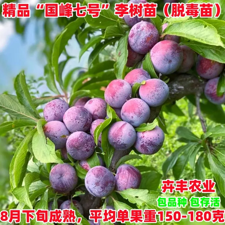 国峰七号李子树苗南北方地栽庭院盆栽种植嫁接李子树果苗当年结果