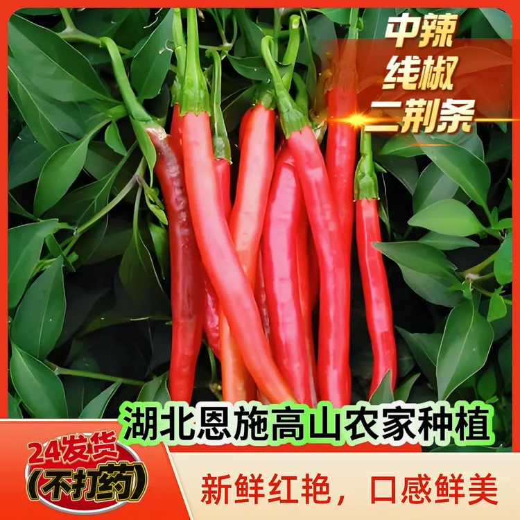 【不打药】恩施红辣椒正宗高山露天种植新鲜二荆条红椒辣椒中辣现摘