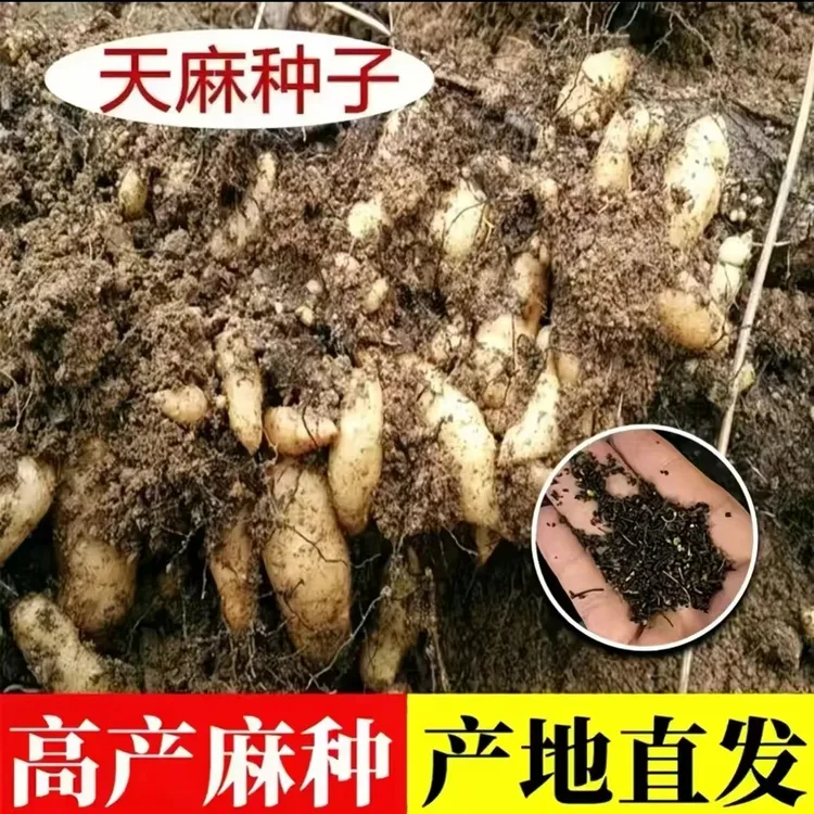 【天麻种子】四季种植盆栽阳台商品图