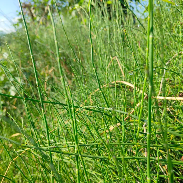野生木贼草 节节草苗 笔杆草 接骨草 水景植物净化水质可食用