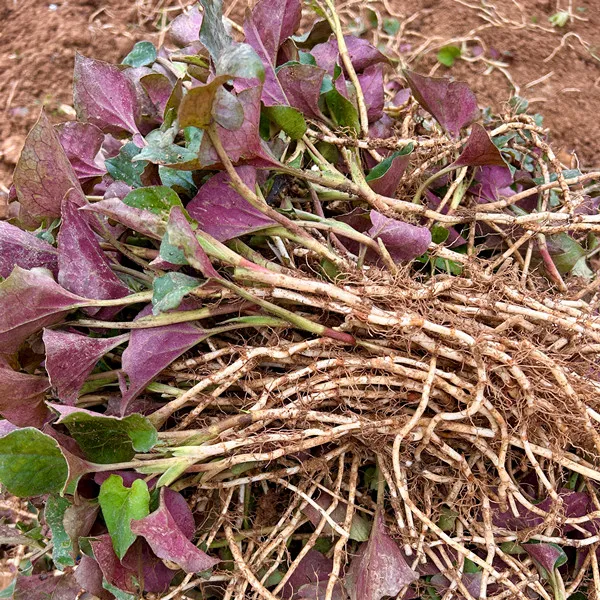 四川新鲜折耳根鱼腥草农家现挖凉拌菜特产