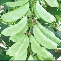 新种子】春季45天早嫩绿红花扁豆种子早熟绿眉豆种子梅豆种子豆角