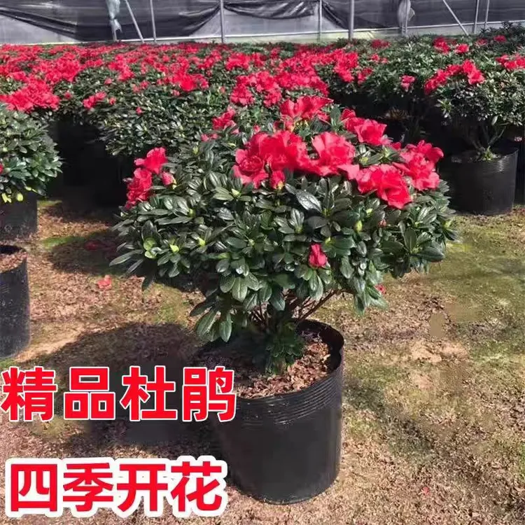 杜鹃花盆栽带花苞四季常绿可用于庭院室内的花卉绿植阳台玫瑰老桩
